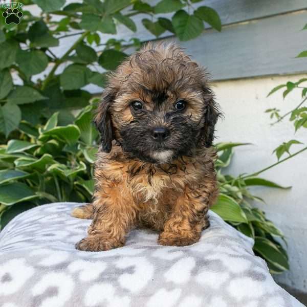 Mable, Shih-Poo Puppy